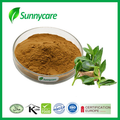 Andrographis Paniculate Plant Herbal Extract 4% Andrographolides CAS 5508-58-7
