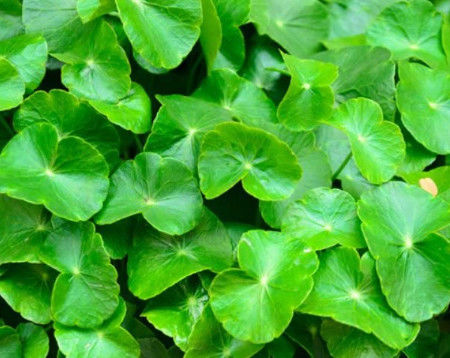 Natural Plant Centella Asiatica Extract Powder HPLC Gotu Kola Extract Powder