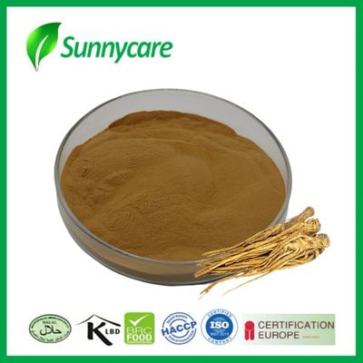 Poudre d'extrait de dong quai Angelica sinensis Santé du foie et des reins Remèdes à base de plantes